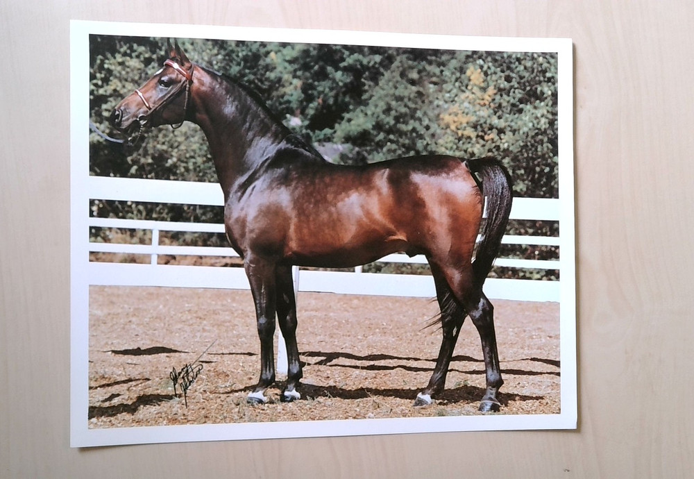 Vintage Bay Horse Equestrian Animal Photograph Print Art 8×10 Inch