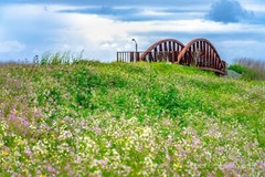Landscape Photography, Bridge during Super bloom photo nature wall decor