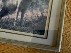 Framed Wolf Photo Print James T Jones Glass and Triple Matting 12” x 15”