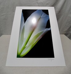 Original Photography Art Print «Calla»