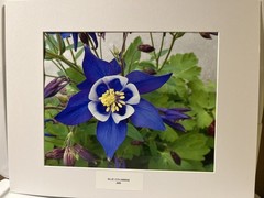 Blue Columbine Photo By JMB, 8”x10” In A 11”x14” White Matte