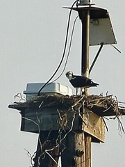 Original Signed Photograph Robin Marshall Waterfowl Osprey And Nest 11×14’’