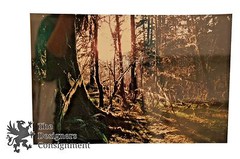 Pencil Signed David Malcolm Scott Woods Sunshine Framed Original Photograph