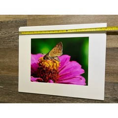 Butterfly Photography 16×20 Multi-Color Matted Wall Art