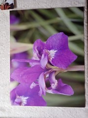 Lot of 8 Photo Prints Flowers & Nature Print Wall Art 8.5″x11, on Kodak