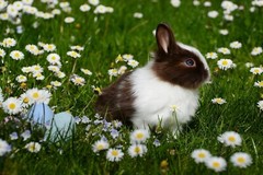 Digital Image Wallpaper Picture Background Desktop Print Art Paint Photos Rabbit