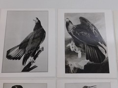 1966 John Audubon Birds America Set 7 Photographs for NY Historical Society Book