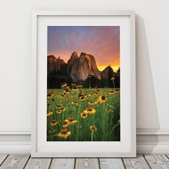 Yosemite Valley Sunflowers, Wildflowers in The Meadows, Yosemite National Park