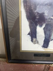 Tom Mussehl Lobo Love Wildlife “MAKE MY DAY” Wolf Photo Print w/ Name Plate