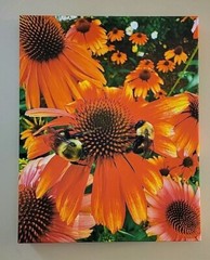 Canvas Photo Orange Coneflower With Bees, 16×20 Signed Ltd Edition Gallery Wrap