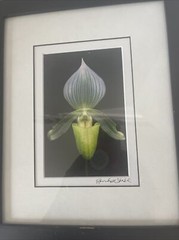 Floral Art Prints 35mm Photographs Framed Art Signed Randall Shedd Set Of 3