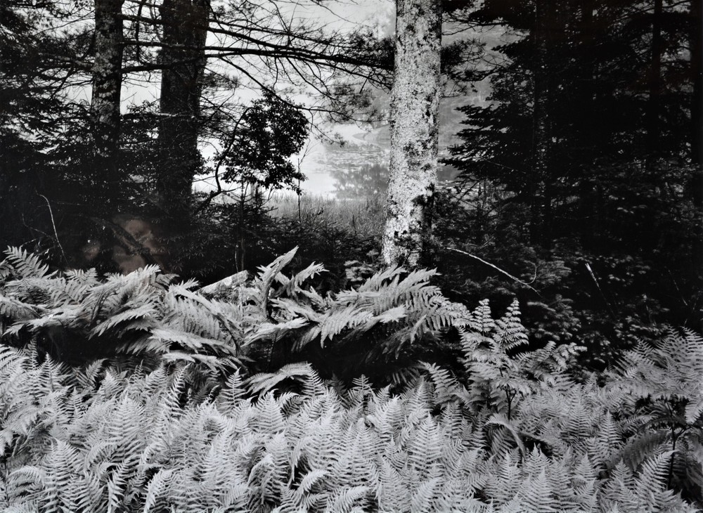 «Ferns in fog, wild pond, Georgetown Island, Maine». Thomas Teich