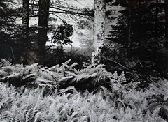 «Ferns in fog, wild pond, Georgetown Island, Maine». Thomas Teich