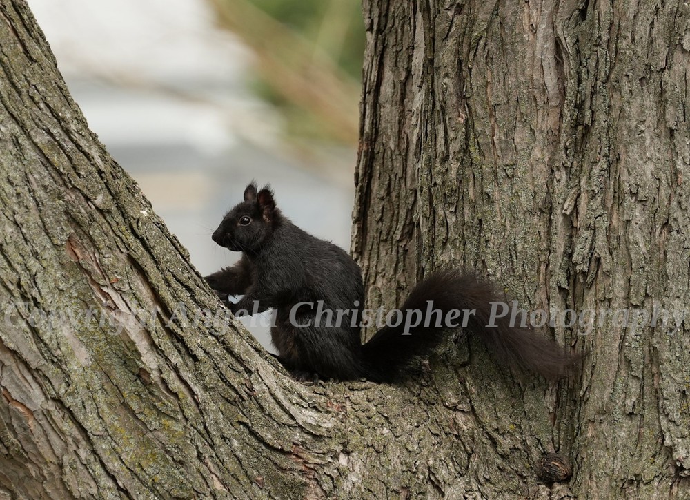 Original ACEO photo fine art print 2.5 x 3.5″ BLACK SQUIRREL eastern gray small