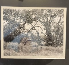 Vintage hand signed original photograph Sycamore Grove Livermore, CA 1996 14×11