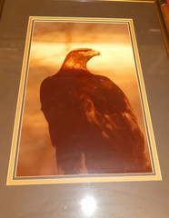GOLDEN EAGLE Wood & Glass Framed Photo taken by John Eveland in Southern Utah