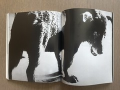 🎈Mega RARE Daido Moriyama – Dulce Equis Negra, 2006 Buenos Aires Photo Magazine