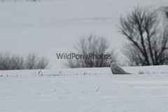 Owl Photo, Pick One Image – Various Sizes