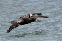 Brown Pelican Photo, Pick One Image – Various Sizes