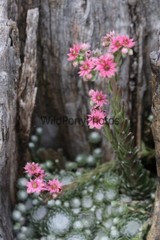 Flowers Photo, Pick One Image – Various Sizes