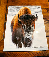 Gary Soles Signed «Tatanka» Bison/Buffalo Color metal Print portrait 8 x 12