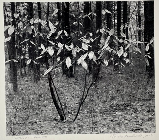 Charles Fendrock ‘Chestnut Leaves’ B&W Photograph – Unframed, Listed Artist
