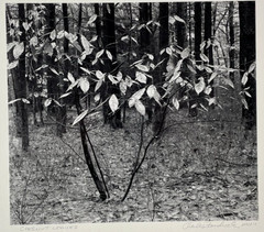 Charles Fendrock ‘Chestnut Leaves’ B&W Photograph – Unframed, Listed Artist