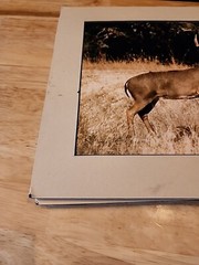 Tom Browning Signed Wildlife Photos Set Of 3 Matted No Frames