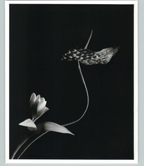 1989 1992 Anthurium with Tulip Flower Large Art Photo By Horst 16X20