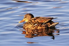Mallard Duck Photo 1, Pick One Image – Various Sizes