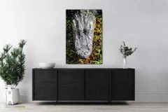 Alligator Photography Prints – Wildlife Fine Art – Sothern Animal Décor