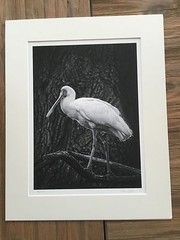BRUCE BLUM SIGNED B&W Photo Print (10 1/2″X 14 1/2 «) «Spoon Bill «