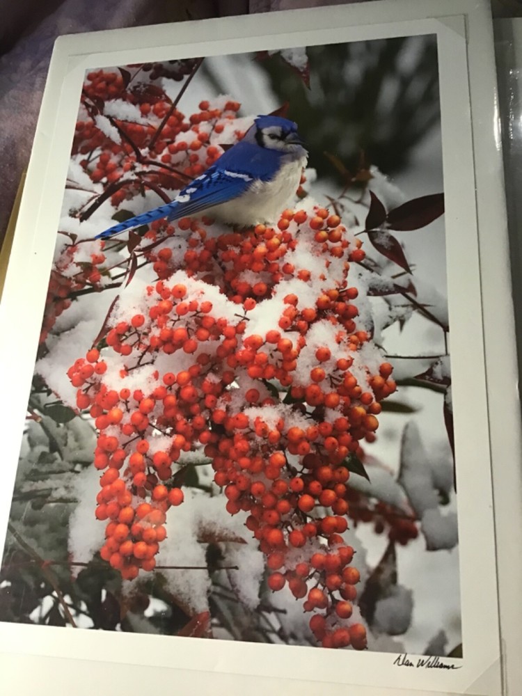 Nan Williams 13” x 9” winter blue Jay snow berries