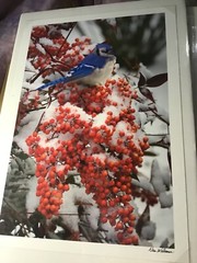 Nan Williams 13” x 9” winter blue Jay snow berries