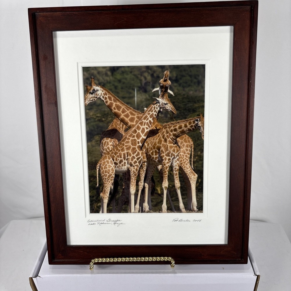 Framed Giraffe Photograph Signed Pat Benter Kenya Wildlife 16×13