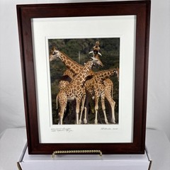 Framed Giraffe Photograph Signed Pat Benter Kenya Wildlife 16×13