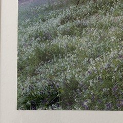 Vintage Signed Framed Steve Solinsky Landscape Photo, Tree Flowers Nature, 1997