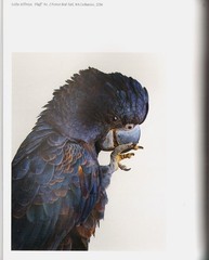 AVIARY: The Bird in Contemporary Photography by Ewing/Exquisite images/NEW/HB
