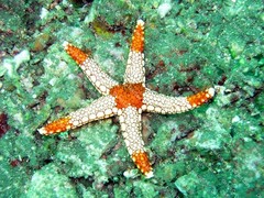 Digital Photo Image Wallpaper Background Red White Starfish