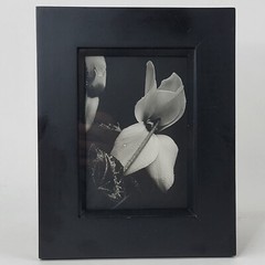 Steven Michael Bogdonas | Original Hand-Printed Photo of Flowers, 8″ x 10″