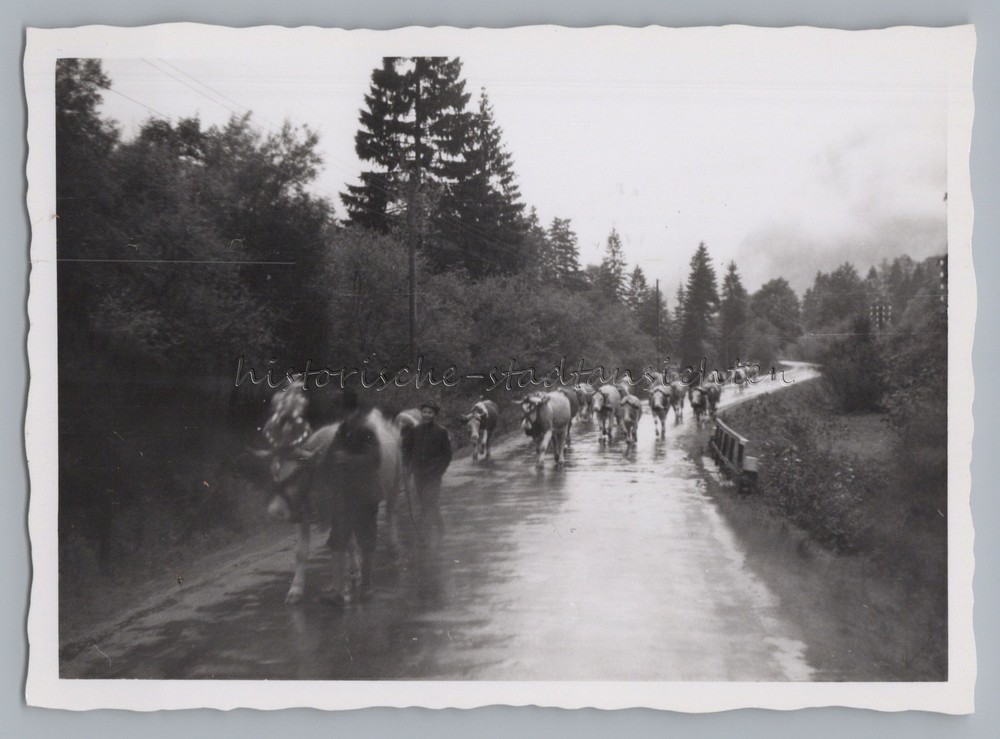Country Road between Bayrischzell and Kufstein – Cattle Drive – Old Photo 1950s