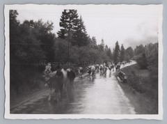 Country Road between Bayrischzell and Kufstein – Cattle Drive – Old Photo 1950s