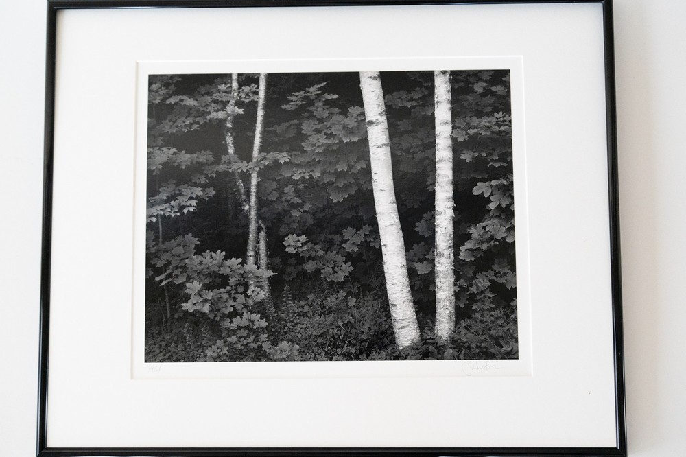 «Birches» Original JOHN SEXTON Signed Photograph 11×14/ 16×20 Framed