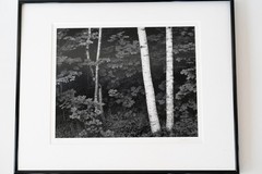 «Birches» Original JOHN SEXTON Signed Photograph 11×14/ 16×20 Framed