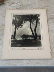 1950s “Autumn Sunlight” By AR Jr Evanston Illinois IL Art Foliage PHOTO 16×20”