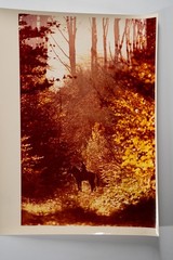 Vintage Analog Photo France Hunting Foxhunting Horse 24X30Cm 1970