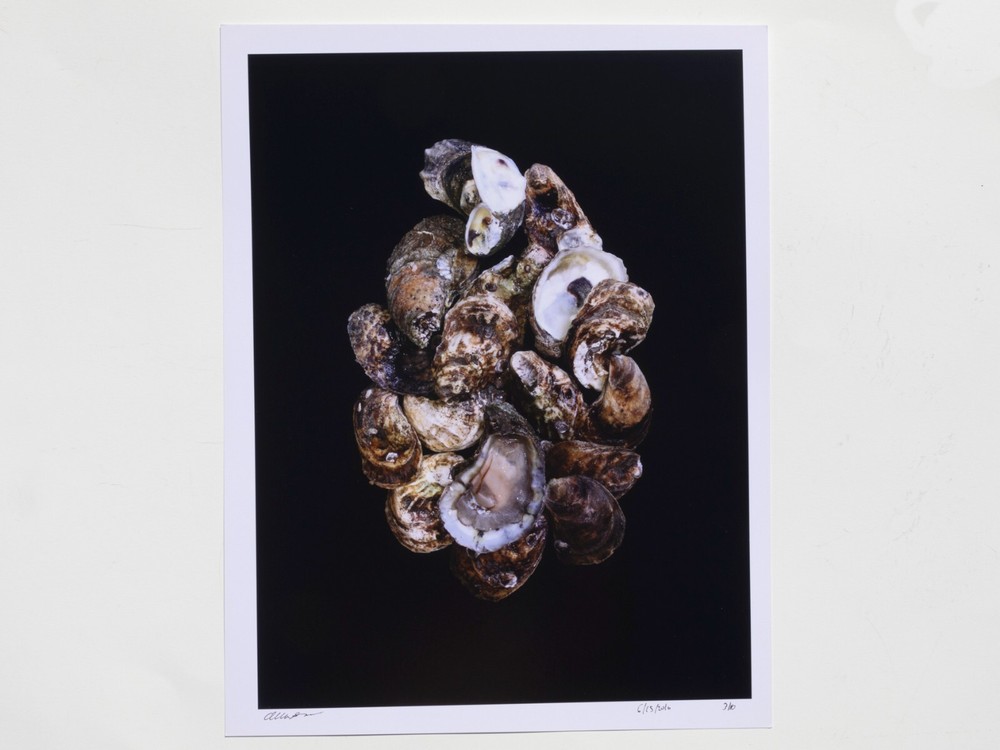 Fine Art Photography Print – Oysters – Artistic Food Photography