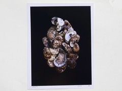 Fine Art Photography Print – Oysters – Artistic Food Photography