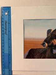 5”x7” Bighorn Sheep Print With Photo Mat