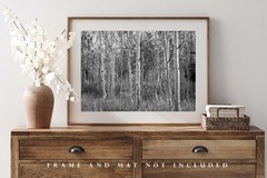 Black and White Photography Print of Aspen Tree Grove on Autumn Day in Colorado